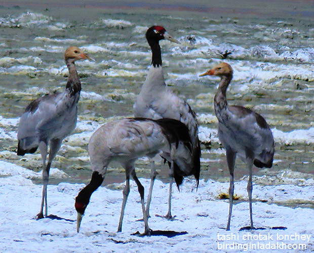 A family of black-necked cranes at Tso Kar, Ladakh