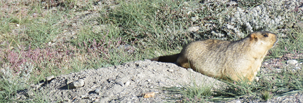 Marmot